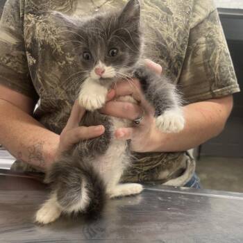 Jessie -  Domestic Short Hair Cat for Adoption in Clanton, Alabama - Jessie | PetCurious