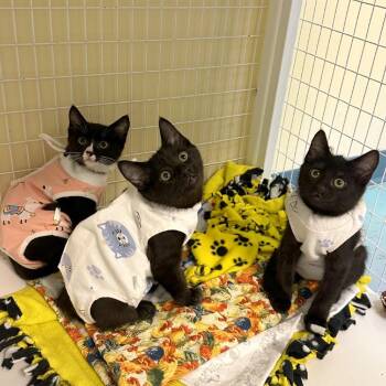 Lychee -  Domestic Short Hair Cat for Adoption in Woodinville, Washington - Lychee | PetCurious