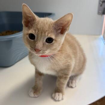 Moon -  Domestic Short Hair Cat for Adoption in Oakland, California - Moon | PetCurious
