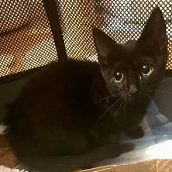 Antoinette Hudson -  Domestic Short Hair Cat for Adoption in Merrifield, Virginia - Antoinette Hudson | PetCurious