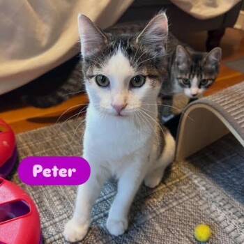 Peter (Ridgeview Kitten 1) -  American Shorthair Cat for Adoption in Westport, Connecticut - Peter (Ridgeview Kitten 1) | PetCurious
