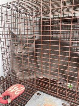 Domestic Short Hair Cats Available for Adoption - A649606 | PetCurious