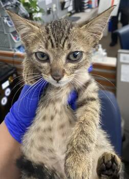 SAMANTHA -  Domestic Short Hair Cat for Adoption in Dallas, Texas - SAMANTHA | PetCurious
