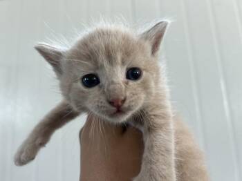 MOCHI -  Domestic Medium Hair Cat for Adoption in San Bernardino, California - MOCHI | PetCurious