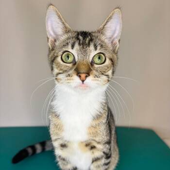 Keith Partridge -  Domestic Short Hair Cat for Adoption in Woodbury, New Jersey - Keith Partridge | PetCurious
