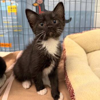 Domestic Short Hair Cats Available for Adoption in Marshall, Virginia - Noah | PetCurious