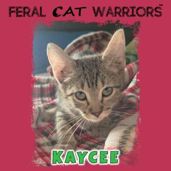 Kaycee -  Domestic Short Hair Cat for Adoption in Kingman, Arizona - Kaycee | PetCurious