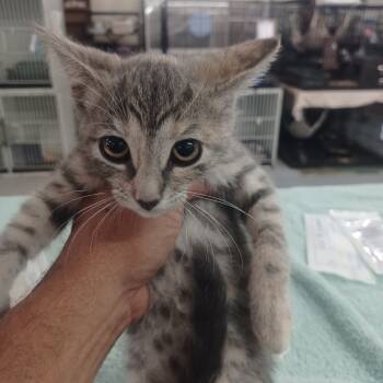 Rescue Domestic Short Hair Cats for Adoption in Hemet, California - Sheena | PetCurious
