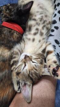 Domestic Short Hair Cats Available for Adoption in Sandy Springs, Georgia - Rocket | PetCurious