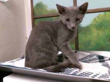 SAMUEL -  Domestic Short Hair Cat for Adoption in Houston, Texas - SAMUEL | PetCurious