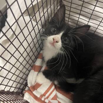 Silvestre -  Domestic Medium Hair and Domestic Short Hair Cat for Adoption in Chicago, Illinois - Silvestre | PetCurious