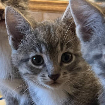 Rescue Domestic Short Hair Cats for Adoption in Zimmerman, Minnesota - Marsha-Mallow | PetCurious