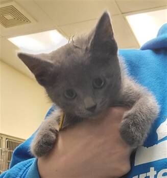 Domestic Short Hair Cats Available for Adoption in St. Louis, Missouri - BEN | PetCurious