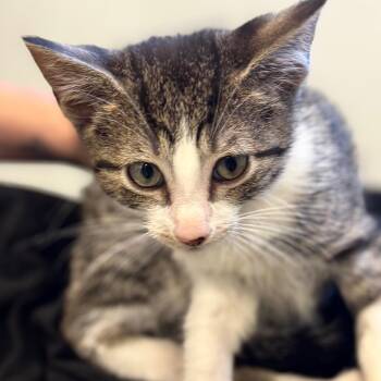 Pancho Villa -  Domestic Short Hair Cat for Adoption in Wheeling, Illinois - Pancho Villa | PetCurious