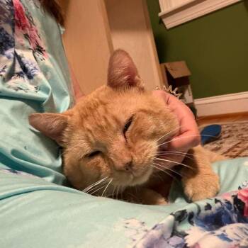 Tater Tot Hotdish -  Domestic Short Hair Cat for Adoption in Reisterstown, Maryland - Tater Tot Hotdish | PetCurious