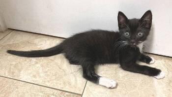 Domestic Short Hair Cats Available for Adoption - Socks | PetCurious
