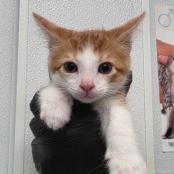 Zeke -  Domestic Short Hair Cat for Adoption in Abilene, Texas - Zeke | PetCurious