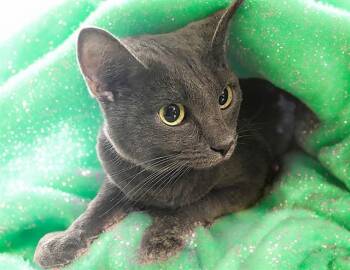 Domestic Short Hair Cats Available for Adoption in Fort Lauderdale, Florida - LUFFY | PetCurious