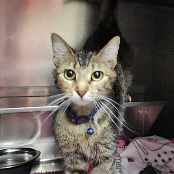 Domestic Short Hair Cats Available for Adoption in Union, Missouri - Insignia CI 12 | PetCurious