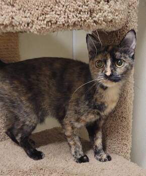 Domestic Short Hair Cats Available for Adoption in Sandusky, Ohio - VICTORIA | PetCurious