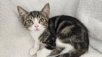 Marbles -  Domestic Short Hair Cat for Adoption in Antioch, California - Marbles | PetCurious