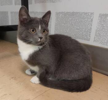 Rescue Domestic Short Hair Cats for Adoption in Sainte-angèle-de-monnoir, Quebec - Draka (FA/FF) | PetCurious