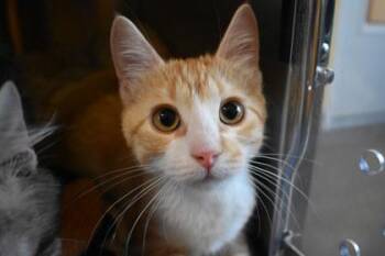 Nellie -  Domestic Short Hair Cat for Adoption in Kansas City, Missouri - Nellie | PetCurious