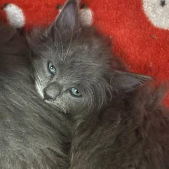 Georgia -  Domestic Medium Hair Cat for Adoption in Las Vegas, Nevada - Georgia | PetCurious