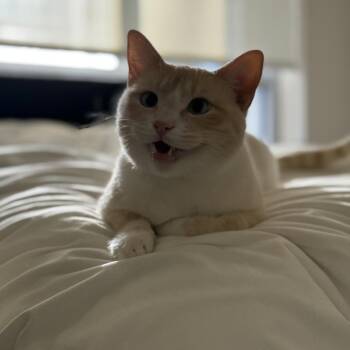 Domestic Short Hair Cats Available for Adoption in Ferndale, Washington - Van Wyck | PetCurious