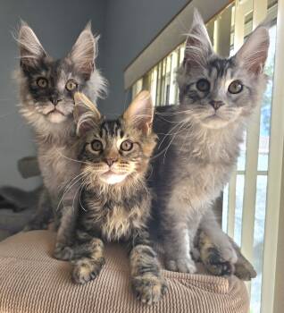 Maine coon  -  Maine Coon Cat for Sale in Palm Coast, Florida - Maine Coon  | PetCurious