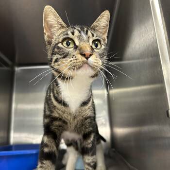 Yondu -  Domestic Short Hair Cat for Adoption in La Grange Park, Illinois - Yondu | PetCurious