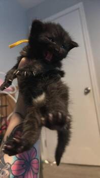 Domestic Short Hair Cats Available for Adoption in Virginia Beach, Virginia - Zesta | PetCurious