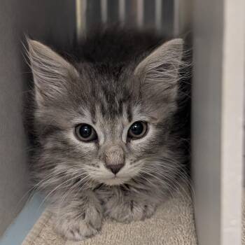 Sharon -  Domestic Medium Hair Cat for Adoption in Buchanan Dam, Texas - Sharon | PetCurious