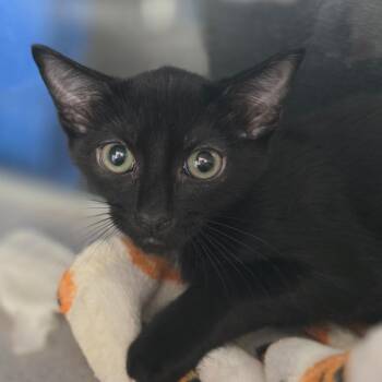 Truett -  Domestic Short Hair Cat for Adoption in Huntsville, Alabama - Truett | PetCurious