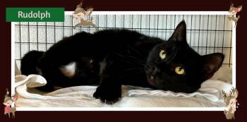 Rescue Domestic Short Hair Cats for Adoption in Providence, Rhode Island - Rudolph | PetCurious