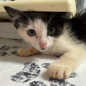 Pingu -  Domestic Medium Hair Cat for Adoption in Greenville, South Carolina - Pingu | PetCurious