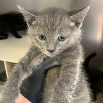 Johnny Quick -  Domestic Short Hair Cat Available for Adoption in Baltimore, Maryland - Johnny Quick | PetCurious