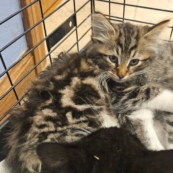 Rescue Domestic Long Hair Cats for Adoption in Spring Hill, Kansas - Muffin | PetCurious