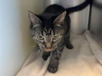 MUFFIN OF DOOM -  Domestic Short Hair Cat for Adoption in Colorado Springs, Colorado - MUFFIN OF DOOM | PetCurious