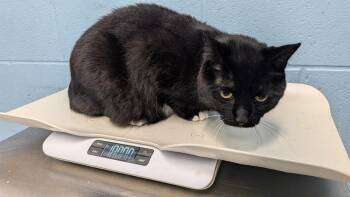 Kitty Boo Boo -  Domestic Medium Hair Cat for Adoption in Evansville, Indiana - Kitty Boo Boo | PetCurious
