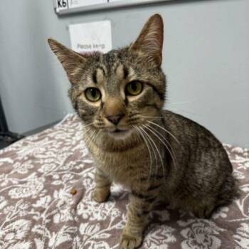 Domestic Short Hair Cats Available for Adoption in Toms River, New Jersey - Thelonious Monk | PetCurious