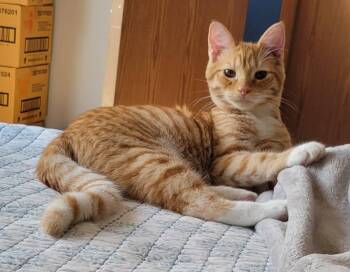 Rescue Domestic Short Hair Cats for Adoption in Fort Ripley, Minnesota - Joey | PetCurious