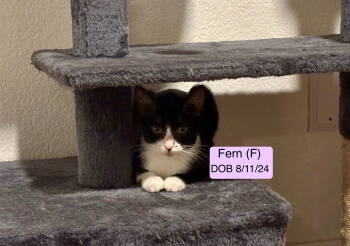 Rescue American Shorthair Cats for Adoption in Vacaville, California - Fern | PetCurious