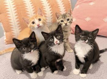 The Daybreak Litter -  American Shorthair Cat for Adoption in Philadelphia, Pennsylvania - The Daybreak Litter | PetCurious
