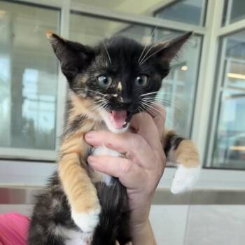 Violet -  Domestic Short Hair Cat for Adoption in Midland, Texas - Violet | PetCurious