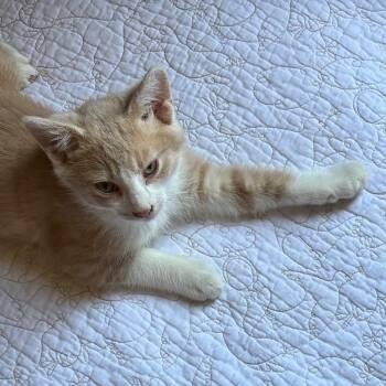 Blue -  Domestic Short Hair Cat for Adoption in Lakewood, California - Blue | PetCurious