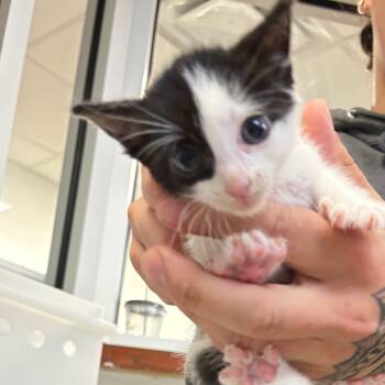 Rescue Domestic Short Hair Cats for Adoption in Columbus, Georgia - Tractor Supply | PetCurious