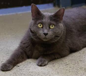 Domestic Short Hair Cats Available for Adoption in Baraboo, Wisconsin - Sophie | PetCurious