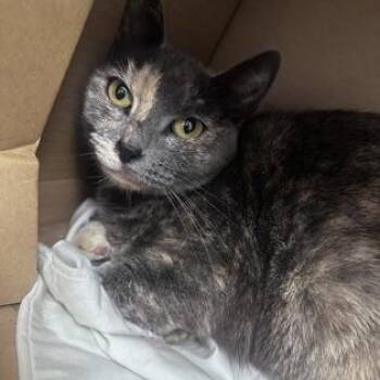 Domestic Short Hair Cats Available for Adoption - Charcoal | PetCurious