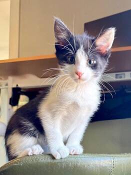 Radish -  Domestic Short Hair Cat for Adoption in Fort Collins, Colorado - Radish | PetCurious